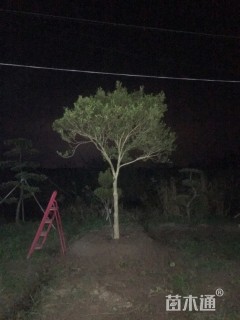 高度450厘米小叶黄杨