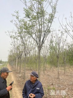 10公分黄山栾树