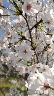 15公分染井吉野樱