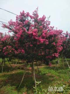 14公分四川红紫薇