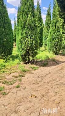 高度350厘米沈阳桧