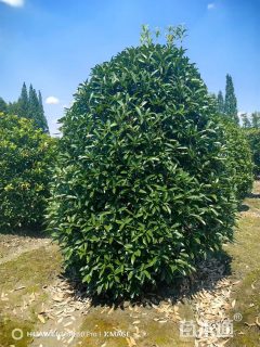 高度700厘米丛生桂花