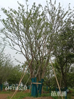 100公分丛生朴树