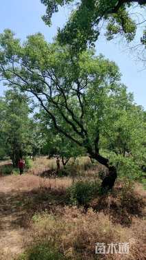 60公分(2杆)丛生乌桕