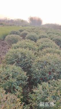 冠幅150厘米火棘球