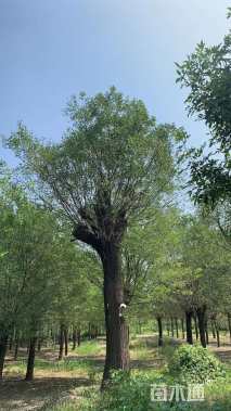 50公分国槐