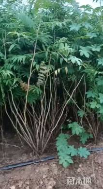 高度50厘米珍珠梅