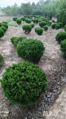 冠幅120厘米龙柏球