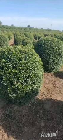 冠幅200厘米大叶黄杨球