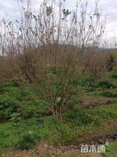 高度420厘米丛生紫薇