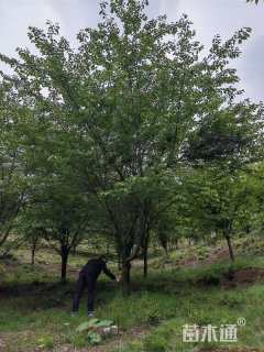 19公分染井吉野樱