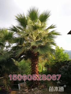 裸干高200厘米华盛顿棕榈