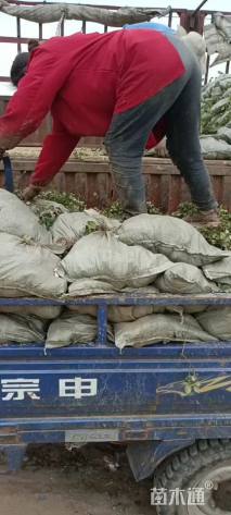 20厘米花叶络石