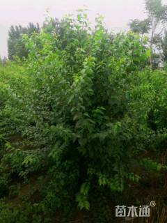 高度300厘米丛生暴马丁香