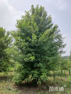 高度800厘米丛生美国红枫