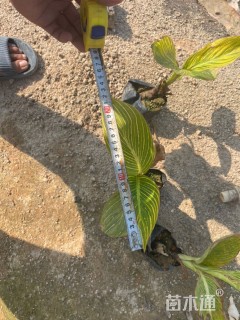 高度20厘米美人蕉