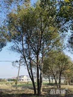 55公分丛生香樟