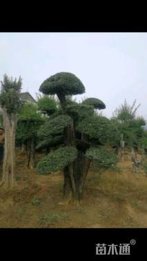 45公分造型对节白蜡