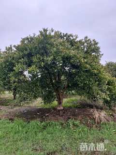 高度350厘米丛生胡柚