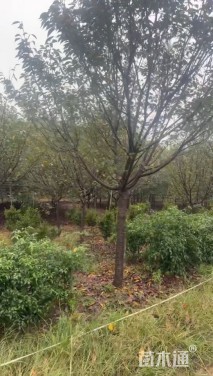 15公分高杆染井吉野樱