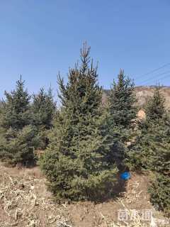 高度300厘米云杉