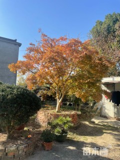 高度350厘米羽毛枫