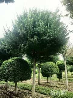 高度550厘米胶东卫矛