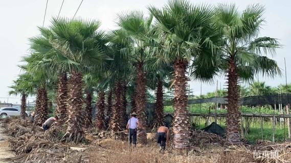 裸干高900厘米华盛顿棕榈