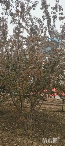 插条戚自产自销