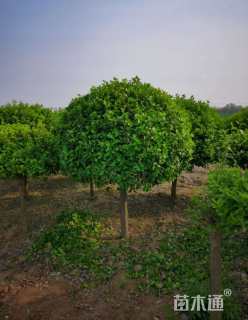 10公分高杆卫矛球