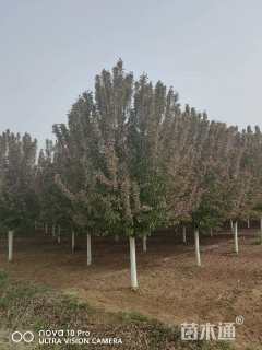 10公分西府海棠