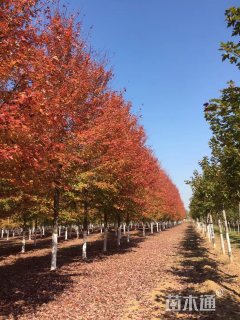 18公分美国红枫-秋火焰