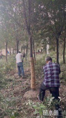 6公分弗吉尼亚栎