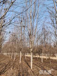 15公分美国红枫