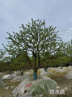 18公分熟货香泡