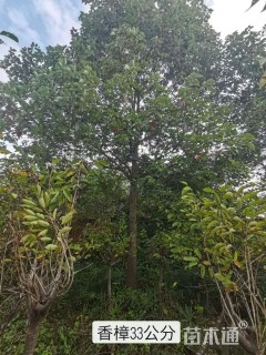 30公分香樟