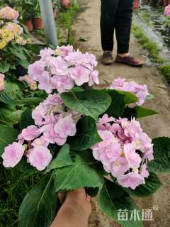 高度40厘米无尽夏绣球