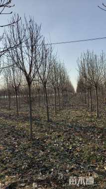 10公分二乔玉兰