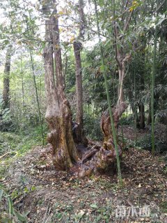 高度1100厘米红花紫薇
