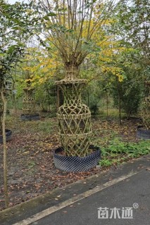 30公分紫薇花瓶