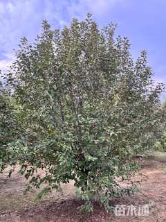 15公分绚丽海棠