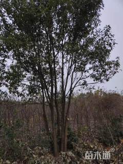 100公分丛生香樟