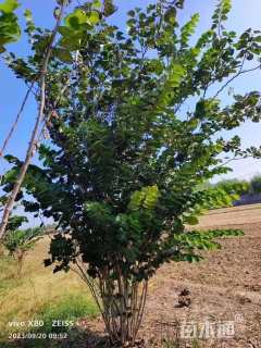 高度500厘米丛生紫荆