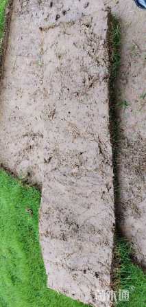 草卷状马尼拉草