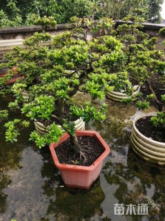 高度50厘米杜鹃