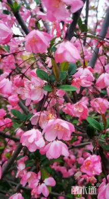 20公分垂丝海棠