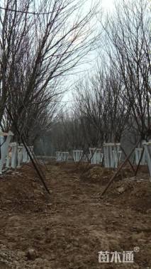 高度800厘米丛生元宝枫