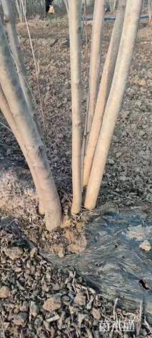 高度600厘米丛生白蜡