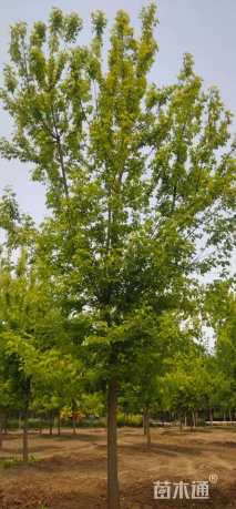 12公分金叶复叶槭