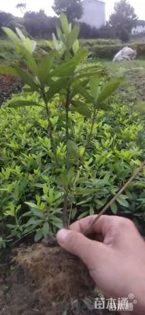 高度20厘米西洋杜鹃小苗